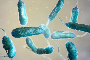 Ít nhất 10 người tại Mỹ đã tử vong trong năm nay do vi khuẩn Vibrio Vulnificus. 