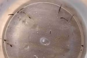 Ấu trùng ruồi cống có xu hướng xuất hiện ở những nơi ẩm ướt như nhà vệ sinh và bếp. Ảnh minh họa. 