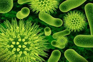 Nguyên nhân chính gây ho gà chủ yếu là do vi khuẩn Bordetella Pertussis.
