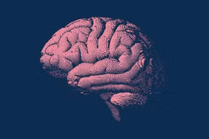 Những người tuân thủ chặt chẽ chế độ ăn MIND có xu hướng mất ít mô não hơn theo thời gian.