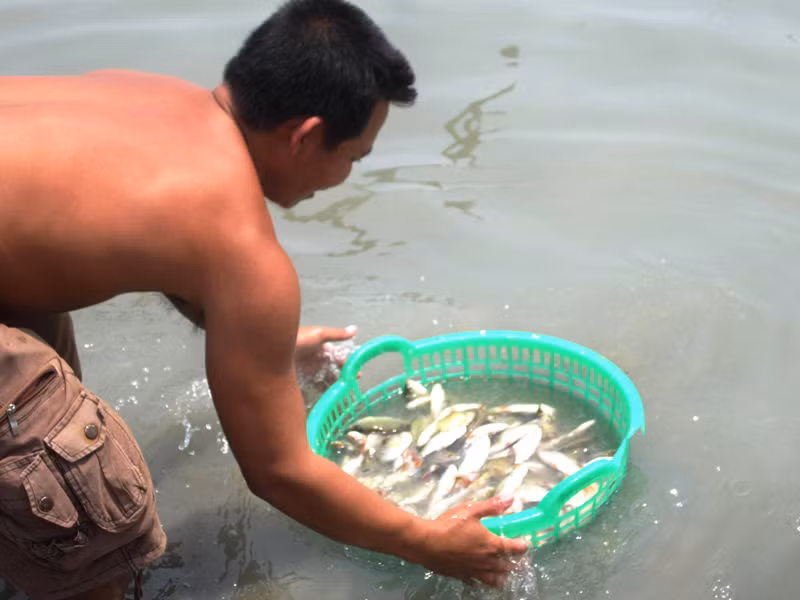 Thành quả từ mùa cá ra