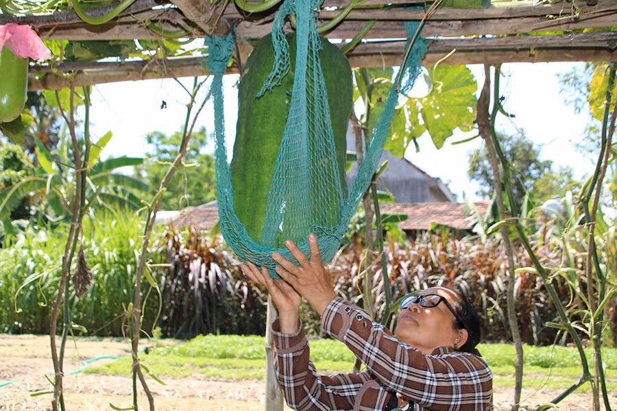 Trái bí đao do bà Én trồng đạt trọng lượng khoảng 20kg; đến kỳ thu hoạch sẽ nặng hơn, cỡ 50 - 60 kg Trái bí đao do bà Én trồng đạt trọng lượng khoảng 20kg; đến kỳ thu hoạch sẽ nặng hơn, cỡ 50 - 60 kg