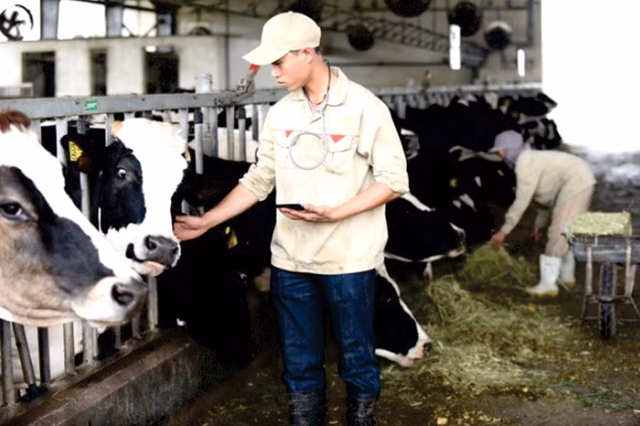 Ứng dụng My Dairy farm giúp số hóa chính xác dữ liệu trong quá trình chăm sóc đàn bò Ứng dụng My Dairy farm giúp số hóa chính xác dữ liệu trong quá trình chăm sóc đàn bò