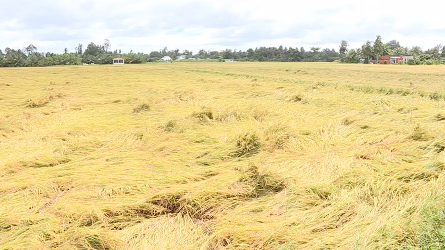 Lúa chín bị đổ ngã, nông dân gặp khó trong thu hoạch.