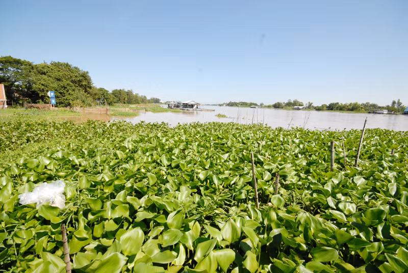 Khu nuôi cá tra thiên nhiên của ông Cường nằm cạnh bờ sông Vĩnh Ngươn (thuộc một nhánh của sông Hậu) Khu nuôi cá tra thiên nhiên của ông Cường nằm cạnh bờ sông Vĩnh Ngươn (thuộc một nhánh của sông Hậu)