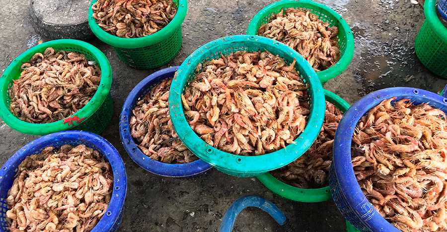 Mùa tôm biển của ngư dân Vàm Láng