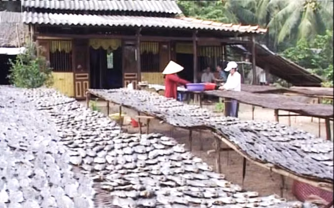 Cá sặc rằn phơi khô sau khi chụp đìa