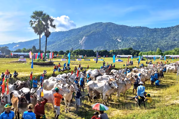 Sôi nổi hội đua bò vùng Bảy Núi, tỉnh An Giang.