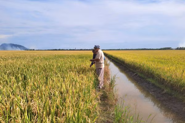 Cánh đồng chuyên canh lúa chất lượng cao trên địa bàn xã Ô Lâm, tỉnh An Giang.