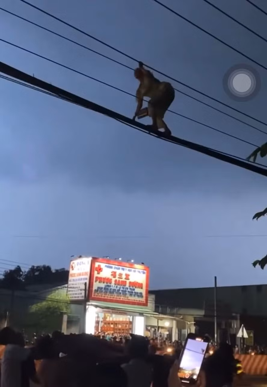 Người phụ nữ nhất quyết không xuống, mà vẫn bình thản đi trên đường dây điện.