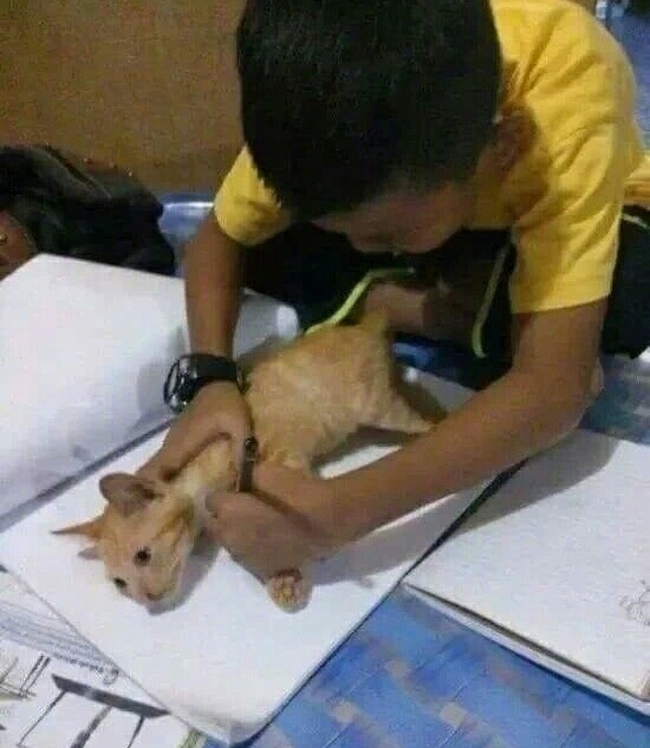 Muốn vẽ mèo như thật, cậu bé nhốt &quot;mẫu&quot; trong phòng rồi tỉ mẩn quan sát, đếm từng sợi lông, thành quả cuối cùng ai cũng cười ná thở - Ảnh 9.