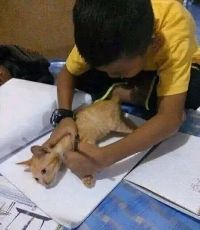 Muốn vẽ mèo như thật, cậu bé nhốt "mẫu" trong phòng rồi tỉ mẩn quan sát, đếm từng sợi lông, thành quả cuối cùng ai cũng cười ná thở - Ảnh 9.