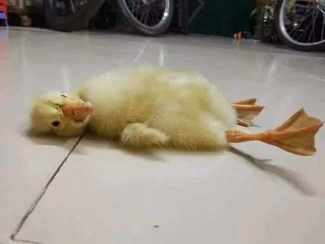 (Ảnh: Ng Minh Trieu).