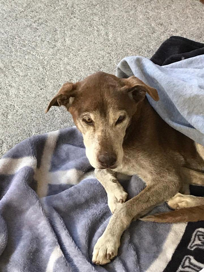 Nghe lời đồn về tiếng chó sủa như tiếng người khóc vọng ra từ ngọn núi hoang vắng, cô gái quyết tâm tìm đến tận nơi rồi sốc với cảnh tượng trước mắt - Ảnh 6. Nghe lời đồn về tiếng chó sủa như tiếng người khóc vọng ra từ ngọn núi hoang vắng, cô gái quyết tâm tìm đến tận nơi rồi sốc với cảnh tượng trước mắt - Ảnh 6.