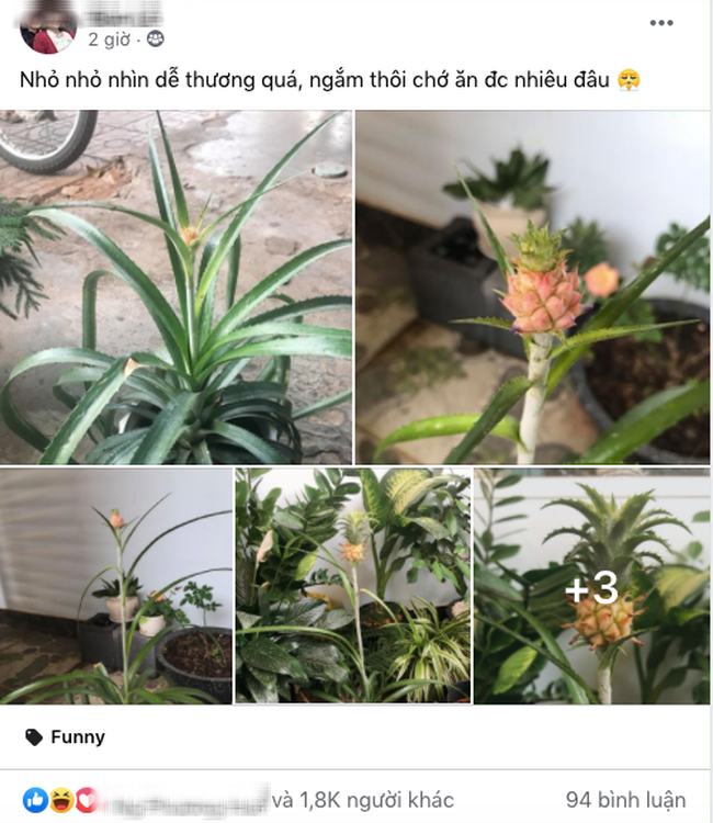 Cô gái cất công trồng dứa, đến khi ra quả ai nấy nhìn thấy “mất hồn” ảnh 1 Cô gái cất công trồng dứa, đến khi ra quả ai nấy nhìn thấy “mất hồn” ảnh 1