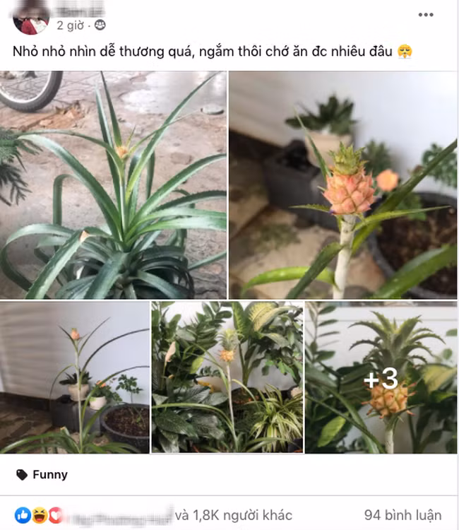 Cô gái cất công trồng dứa, đến khi ra quả ai nấy nhìn thấy “mất hồn” ảnh 1