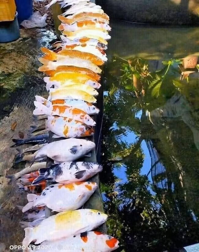 Chồng đi vắng nhờ vợ "rút nước hồ, bắt cá ra phơi nắng rồi cho nước mới vào" nhưng khi về nhìn cảnh tượng muốn xỉu ngang xỉu dọc - Ảnh 2.