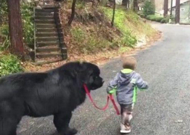 Giận mẹ, cậu bé mẫu giáo lén rủ “anh trai” bỏ nhà ra đi, ai thấy cũng cười ngất: “Không biết ông anh lắm lông nuôi em kiểu gì?” - Ảnh 3. Giận mẹ, cậu bé mẫu giáo lén rủ “anh trai” bỏ nhà ra đi, ai thấy cũng cười ngất: “Không biết ông anh lắm lông nuôi em kiểu gì?” - Ảnh 3.