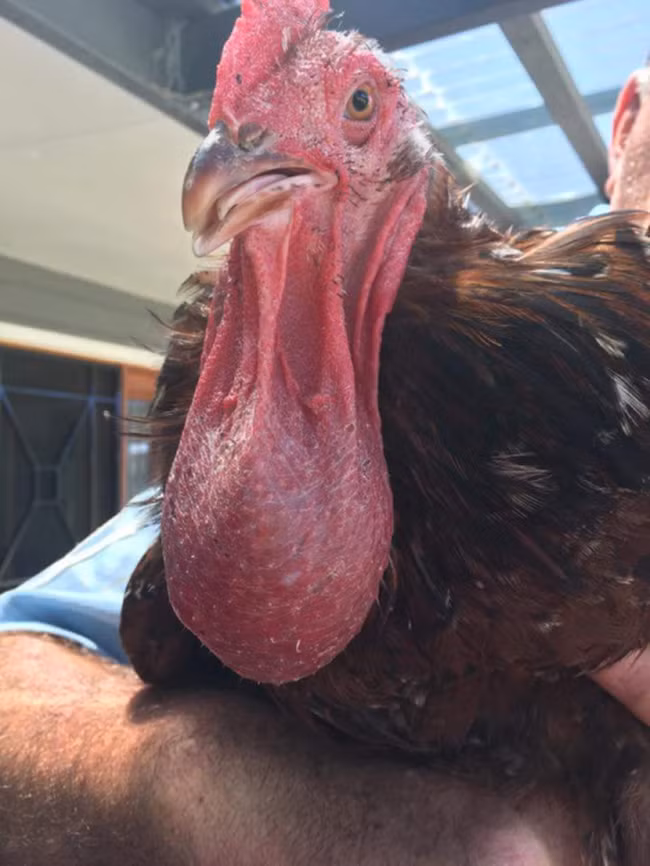 Loạt ảnh về những thứ "dị vô đối" khiến bạn phải nổi da gà, chứng minh thế giới thật lắm điều kỳ lạ không thể tin được - Ảnh 6.