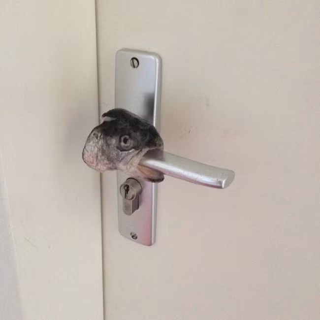 Loạt ảnh về những thứ "dị vô đối" khiến bạn phải nổi da gà, chứng minh thế giới thật lắm điều kỳ lạ không thể tin được - Ảnh 19.