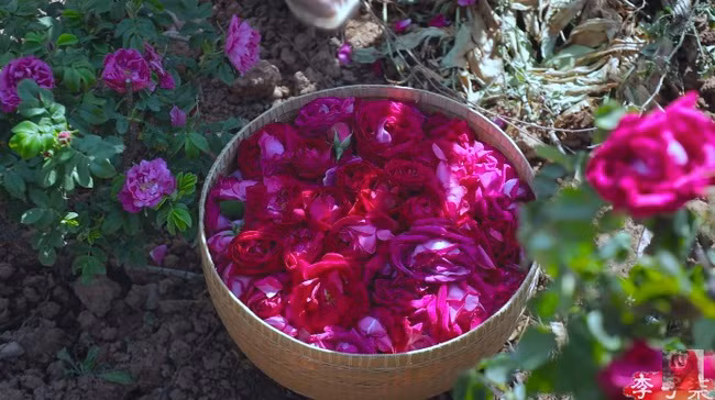 "Tiên nữ đồng quê" Lý Tử Thất mê hoặc hội chị em bằng vườn hồng như chốn cổ tích kèm công thức chế biến tỷ thứ từ loại hoa này - Ảnh 7.