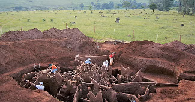 Toàn cảnh "thành phố khổng lồ" của loài kiến cắn lá.