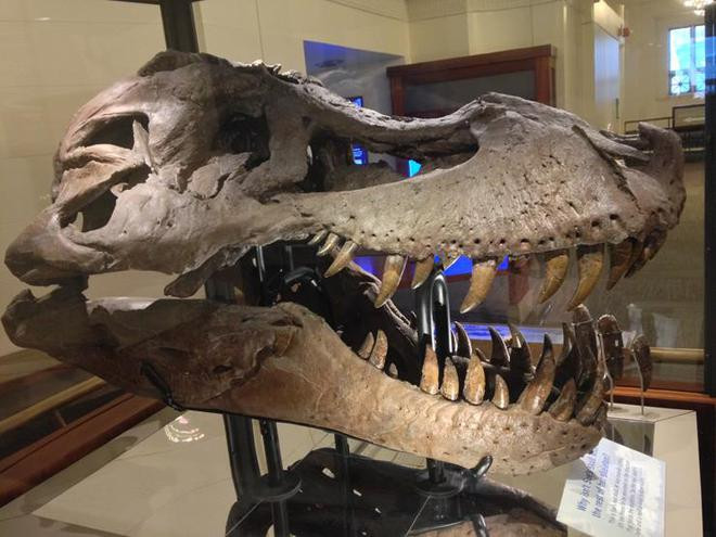 - Ảnh 9.  - Ảnh 9.