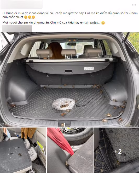 Hí hửng mua được mớ cua đồng, cô gái "khóc thét" khi chứng kiến cảnh tượng trong cốp: Giờ không kiếm đủ "quân số", 2 ngày nữa thì xế hộp bốc mùi! - Ảnh 1.