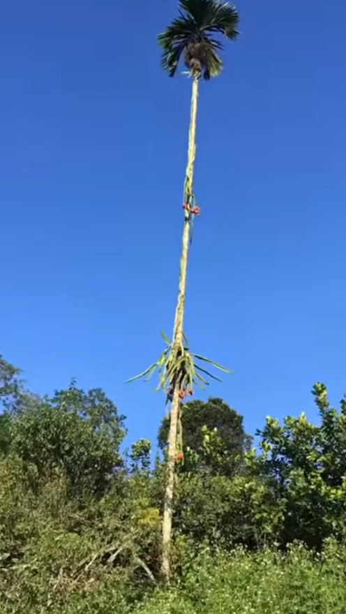 Chủ vườn khóc ròng nhìn thanh long ra quả kiểu... ngất ngưởng ảnh 1