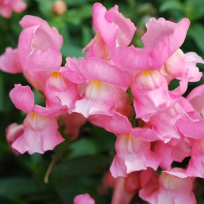 Loài hoa tuyệt đẹp nhưng khi tàn biến thành đầu lâu đáng sợ ảnh 3