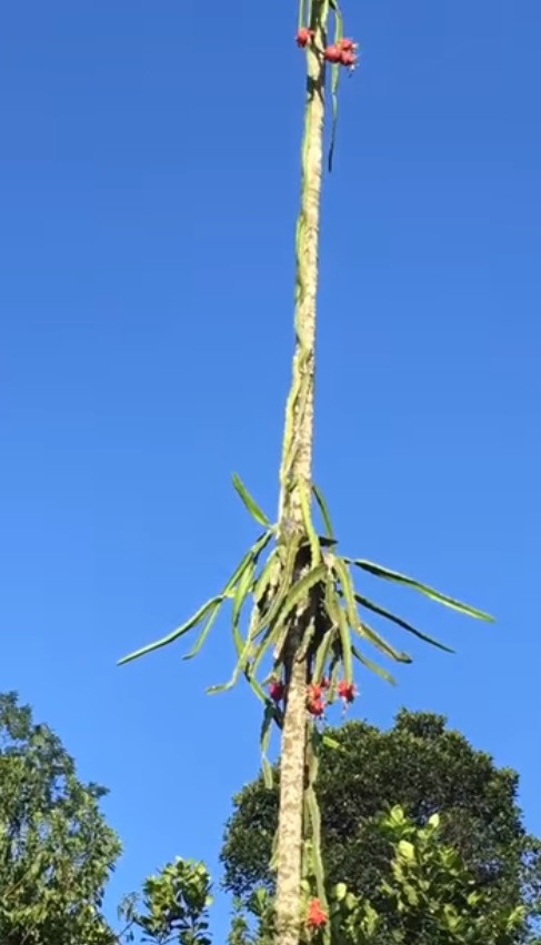 Chủ vườn khóc ròng nhìn thanh long ra quả kiểu... ngất ngưởng ảnh 2