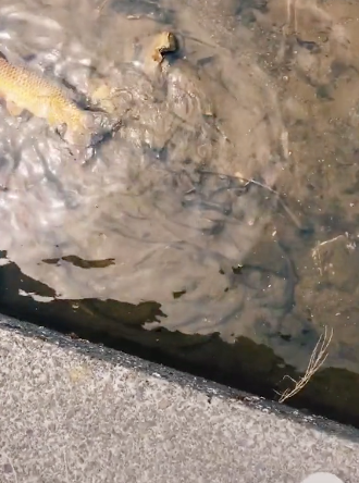 Cá to bơi ngập trên mương cạn ở Nhật mà không ai bắt, chàng trai Việt bất ngờ khi biết được lý do ảnh 2