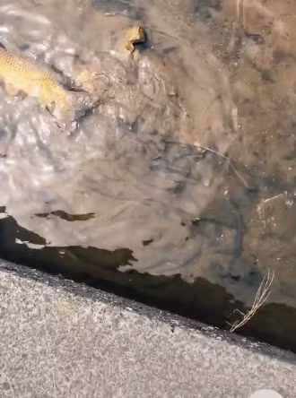 Cá to bơi ngập trên mương cạn ở Nhật mà không ai bắt, chàng trai Việt bất ngờ khi biết được lý do ảnh 2