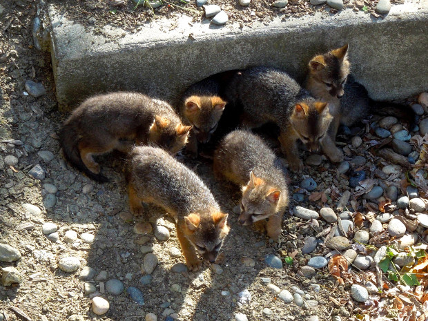 Giải cứu 8 con chó nhỏ bị mắc kẹt dưới cống nhưng khi đưa đến bác sĩ thú y, mọi người mới tá hỏa khi biết chúng không phải là chó con - Ảnh 3.