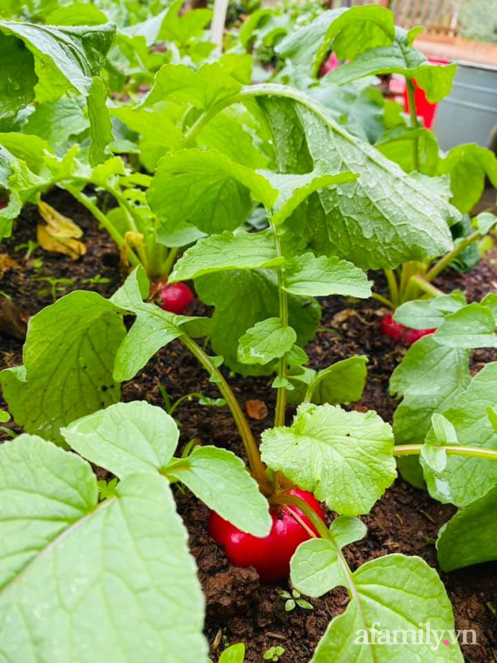 Nhà vườn xanh mát rau sạch của cô nàng 9X khiến ai cũng muốn bỏ phố về quê ở Buôn Mê Thuột - Ảnh 15.