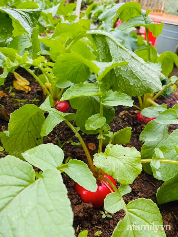 Nhà vườn xanh mát rau sạch của cô nàng 9X khiến ai cũng muốn bỏ phố về quê ở Buôn Mê Thuột - Ảnh 15.