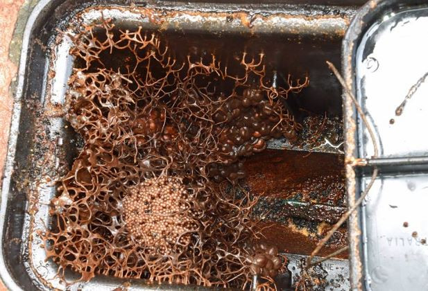 Kiểm tra đồng hồ nước sau nhiều năm trời, gia đình tá hỏa nhìn thấy thứ kỳ quái bên trong, lên cầu cứu dân mạng còn bị đe dọa nguy hiểm - Ảnh 3. Kiểm tra đồng hồ nước sau nhiều năm trời, gia đình tá hỏa nhìn thấy thứ kỳ quái bên trong, lên cầu cứu dân mạng còn bị đe dọa nguy hiểm - Ảnh 3.