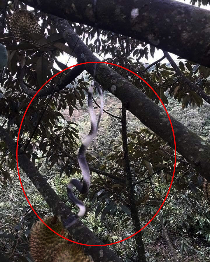 Cách chống trộm sầu riêng bá đạo bác nông dân ảnh 3 Cách chống trộm sầu riêng bá đạo bác nông dân ảnh 3