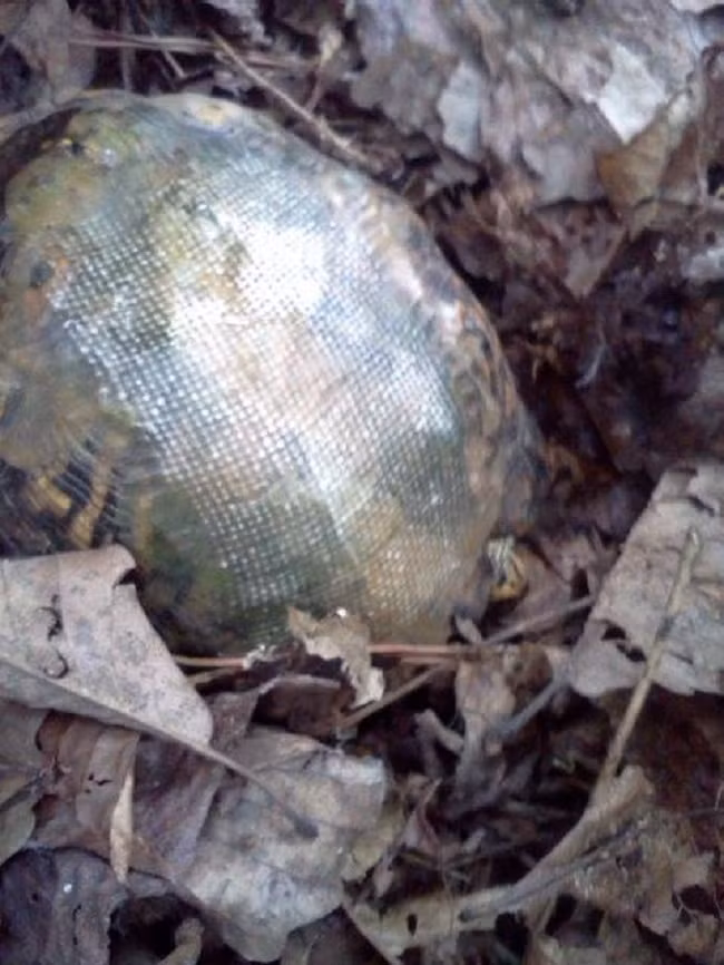 Thấy vật thể kỳ dị trong rừng, vị bác sĩ tò mò tiến đến gần và sững sờ nhận ra "cố nhân" ảnh 1