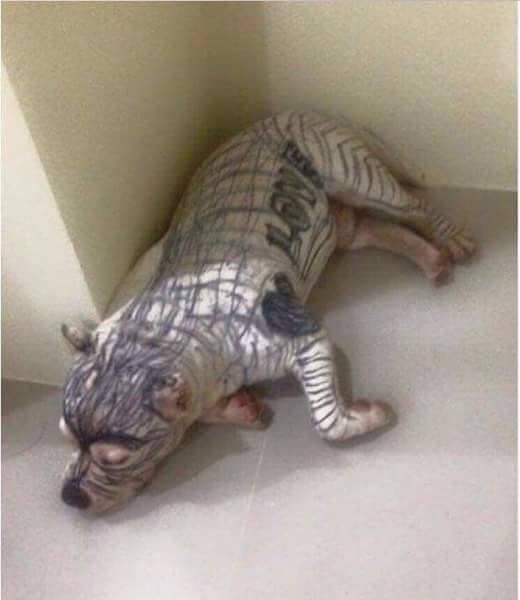 Muốn vẽ mèo như thật, cậu bé nhốt &quot;mẫu&quot; trong phòng rồi tỉ mẩn quan sát, đếm từng sợi lông, thành quả cuối cùng giơ ra ai cũng cười ná thở - Ảnh 10.