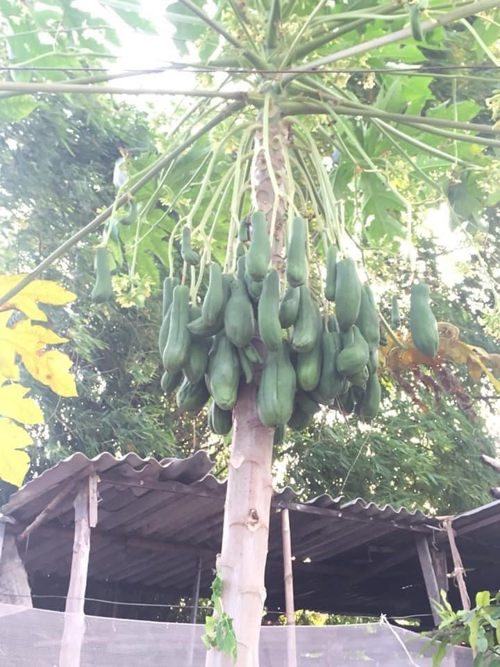 &quot;Cây đu đủ Âu Cơ&quot; như với hàng chục quả sai trĩu khiến dân mạng vừa ngạc nhiên vừa bất ngờ.