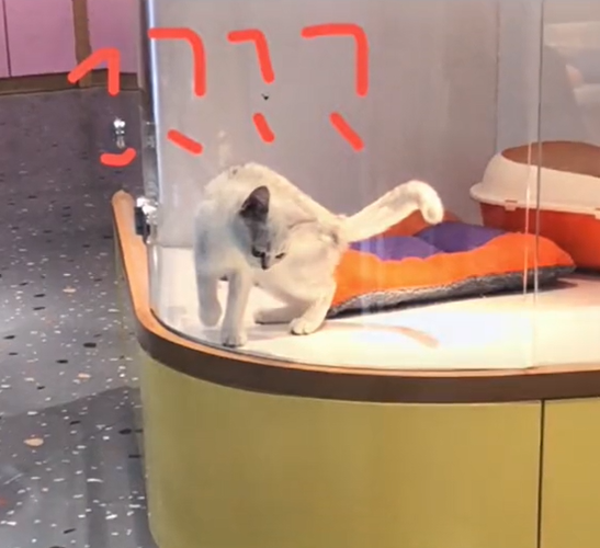 Muốn vẽ mèo như thật, cậu bé nhốt &quot;mẫu&quot; trong phòng rồi tỉ mẩn quan sát, đếm từng sợi lông, thành quả cuối cùng giơ ra ai cũng cười ná thở - Ảnh 8.