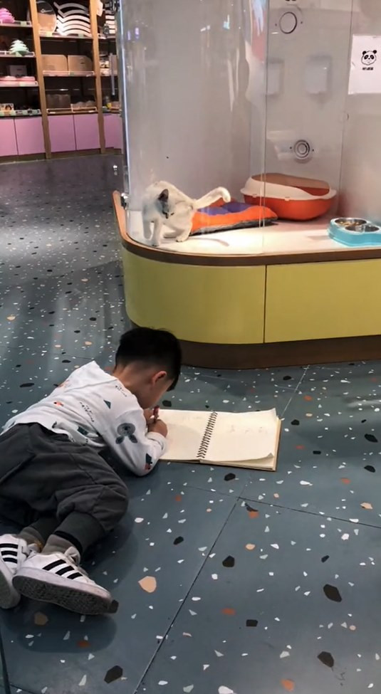 Muốn vẽ mèo như thật, cậu bé nhốt &quot;mẫu&quot; trong phòng rồi tỉ mẩn quan sát, đếm từng sợi lông, thành quả cuối cùng giơ ra ai cũng cười ná thở - Ảnh 3.