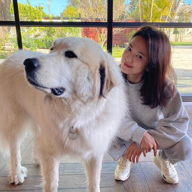 Song Hye Kyo tận hưởng cuộc sống bên những thú cưng và bạn bè. Song Hye Kyo tận hưởng cuộc sống bên những thú cưng và bạn bè.