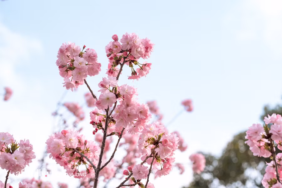 Ngỡ ngàng cảnh hàng trăm nghìn cây hoa anh đào nở sớm ở Tokyo ảnh 25