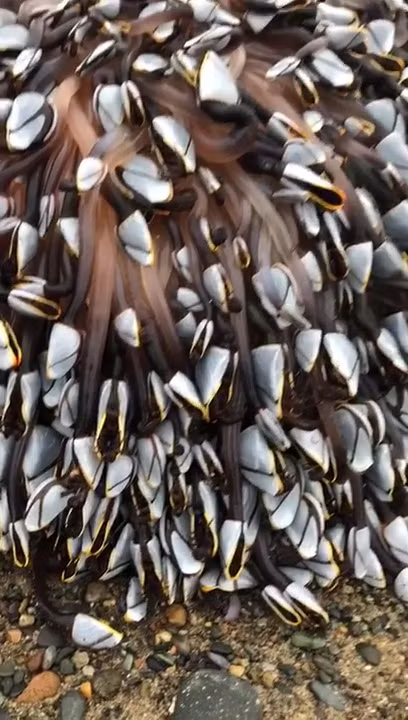 Đi biển gặp sinh vật lạ như "quái vật", người đàn ông không ngờ lại có giá đến 1,5 tỷ đồng ảnh 3