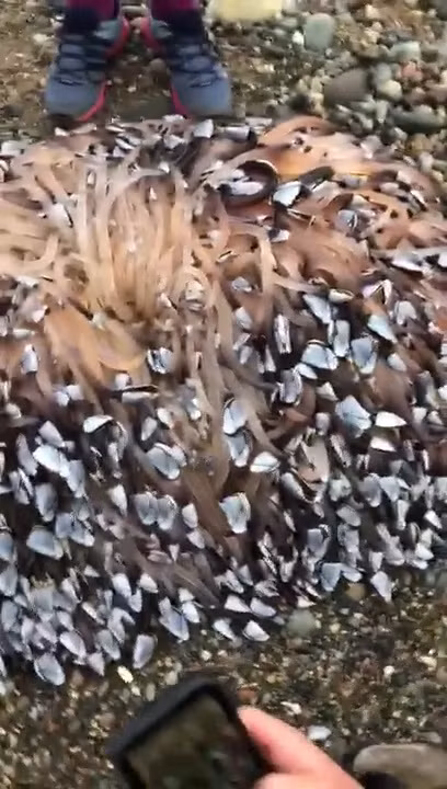 Đi biển gặp sinh vật lạ như "quái vật", người đàn ông không ngờ lại có giá đến 1,5 tỷ đồng ảnh 1