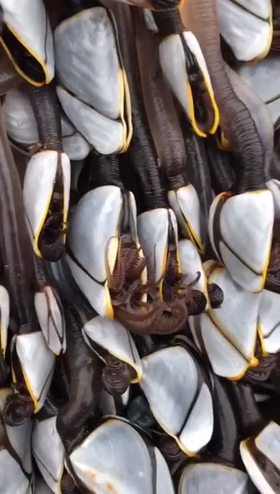 Đi biển gặp sinh vật lạ như "quái vật", người đàn ông không ngờ lại có giá đến 1,5 tỷ đồng ảnh 2