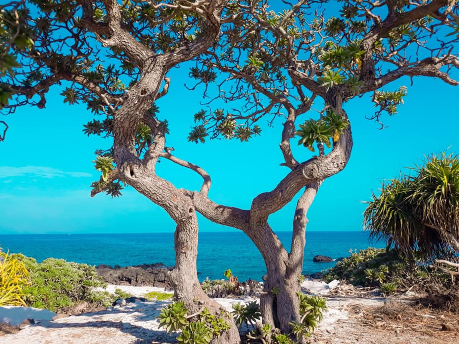 Dân mạng tiếc nuối cây phong ba cô đơn trên đảo Lý Sơn bị bão số 9 đánh gãy ảnh 3 Dân mạng tiếc nuối cây phong ba cô đơn trên đảo Lý Sơn bị bão số 9 đánh gãy ảnh 3