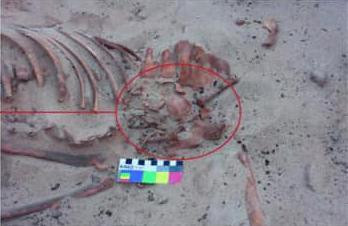 Ngôi mộ được tìm thấy ở thị trấn Kom Ombo, khoảng 48km về phía Bắc thành phố Aswan.